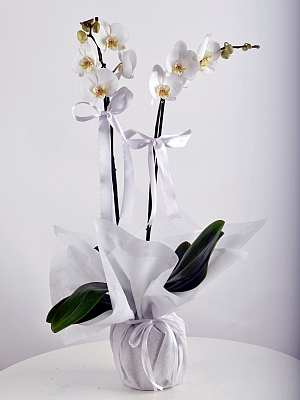 2 Dall orkide Byk BOY